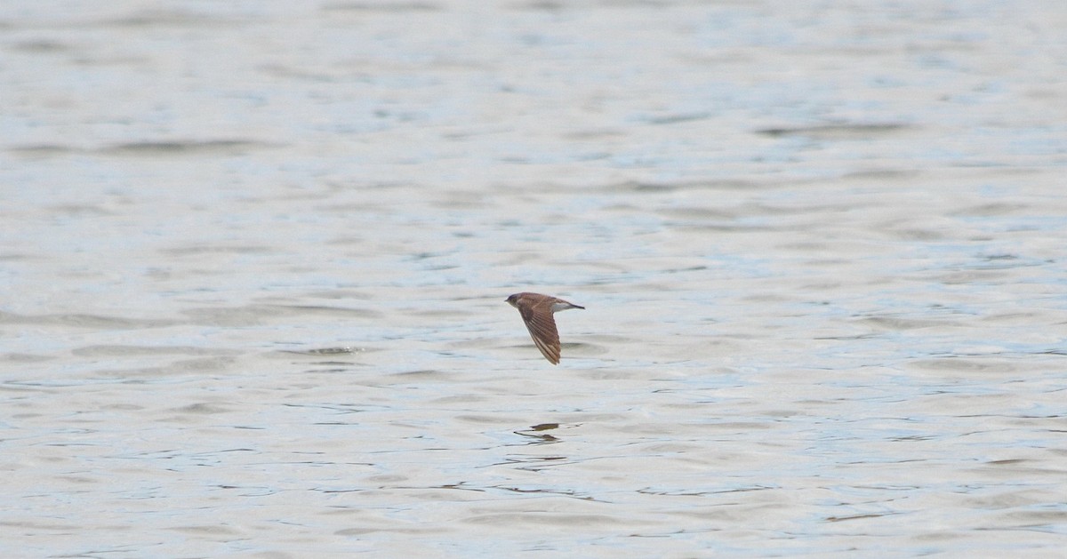 Northern Rough-winged Swallow - ML618456317