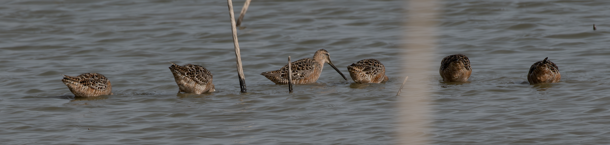 Long-billed Dowitcher - ML618456320