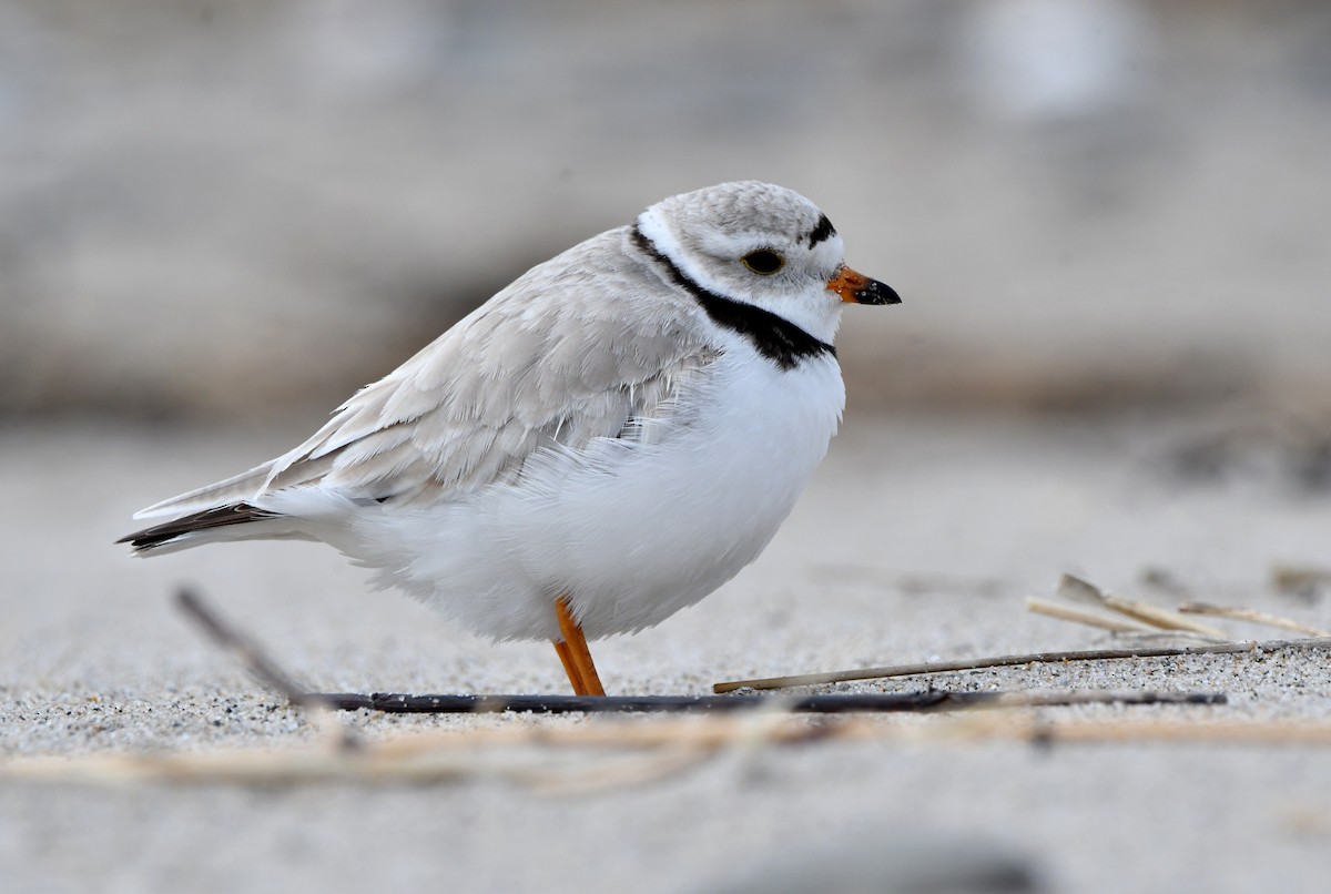 Piping Plover - ML618456336