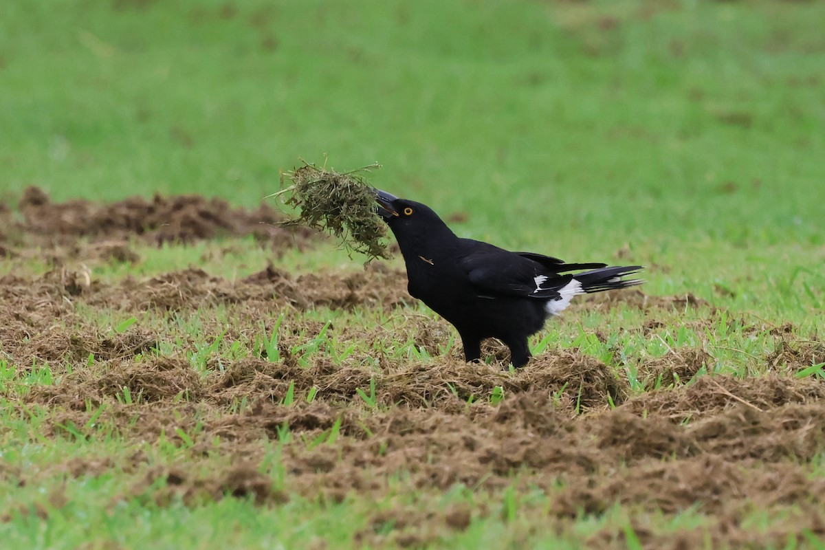 Pied Currawong - ML618456349