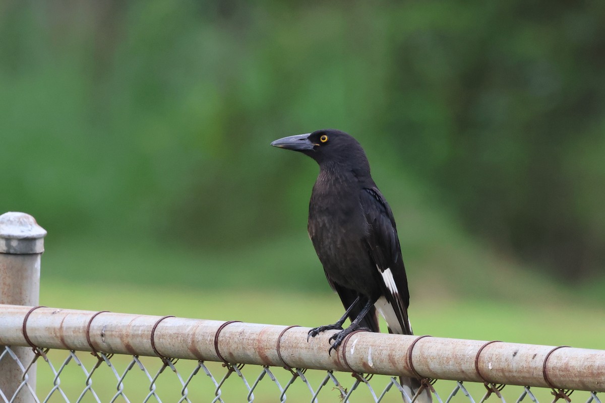 Pied Currawong - ML618456353