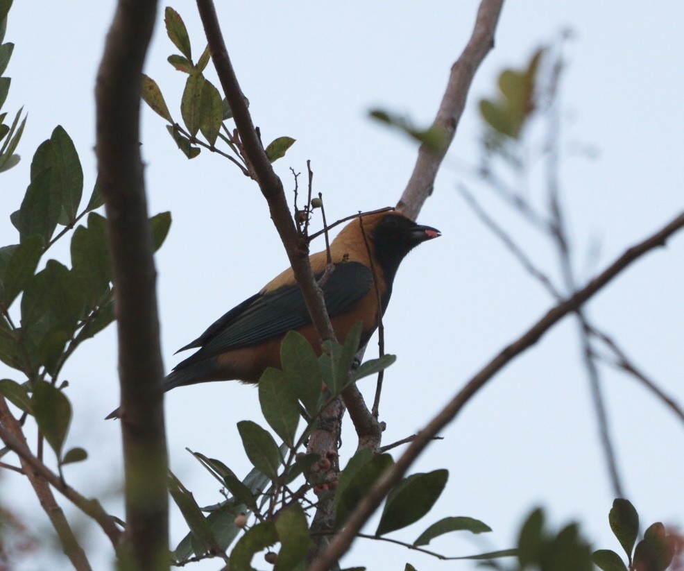 Burnished-buff Tanager - ML618456390