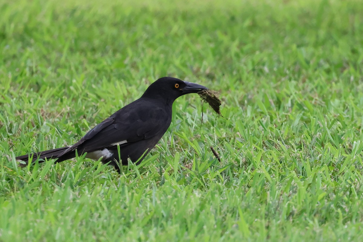 Pied Currawong - ML618456408