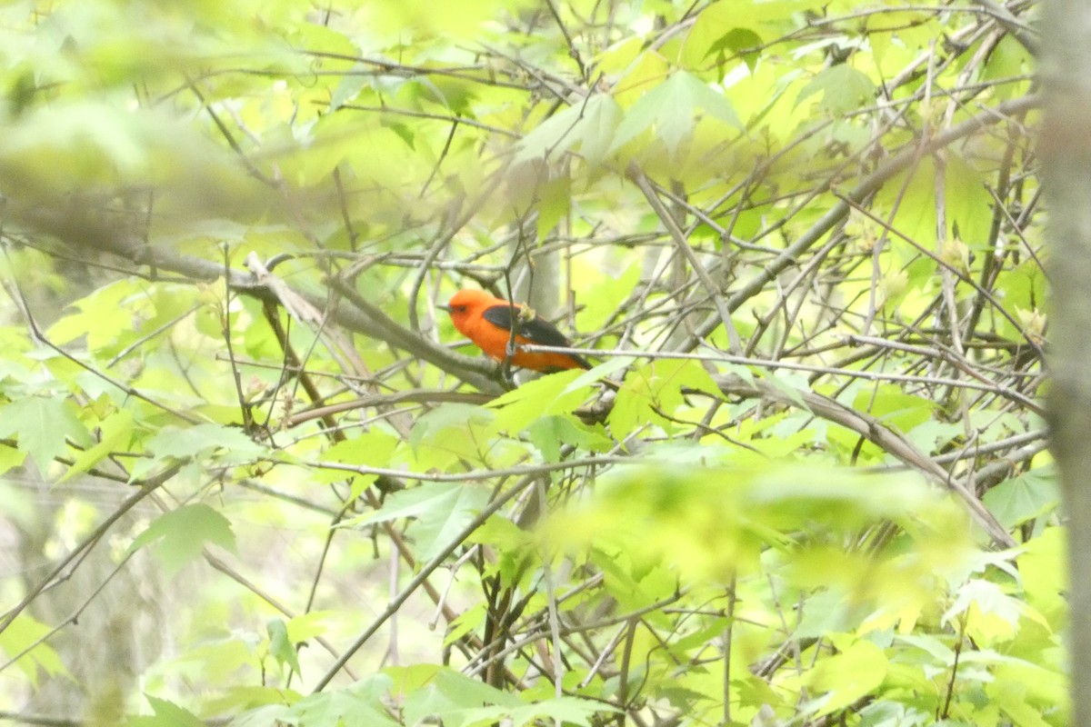 Scarlet Tanager - Andrew Hillman