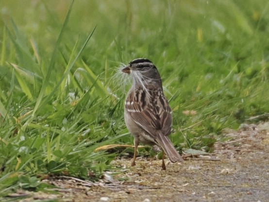 White-crowned Sparrow - ML618456447