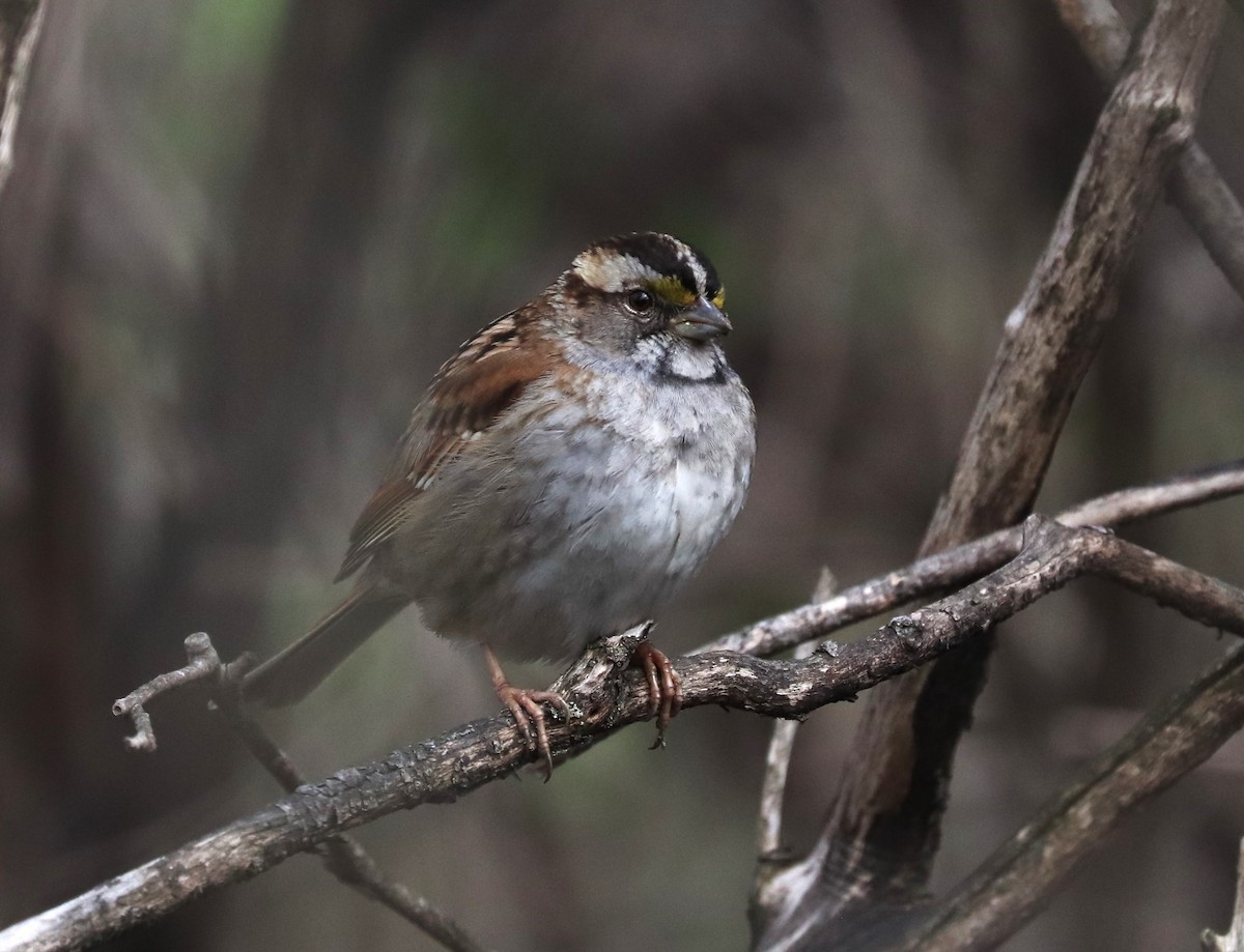White-throated Sparrow - ML618456470