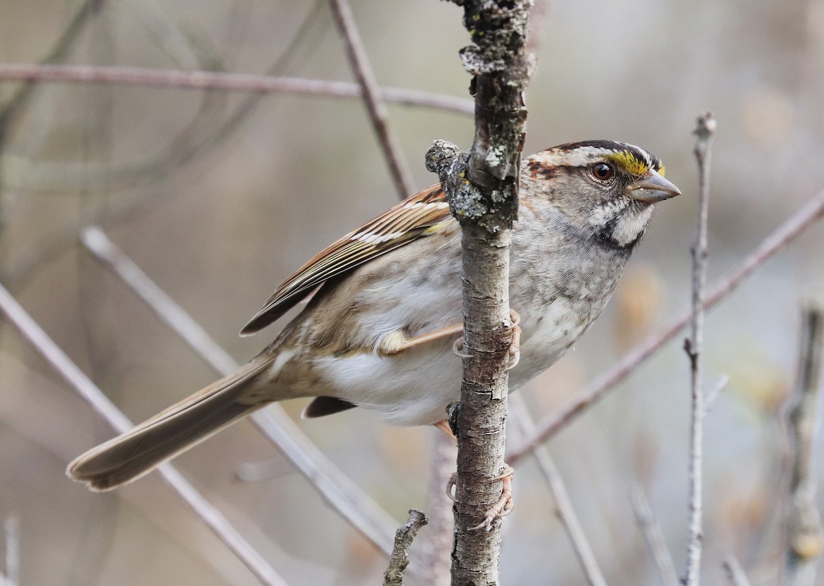 White-throated Sparrow - ML618456471