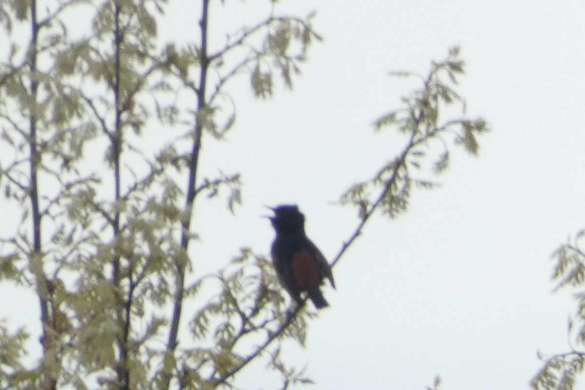 Orchard Oriole - ML618456490