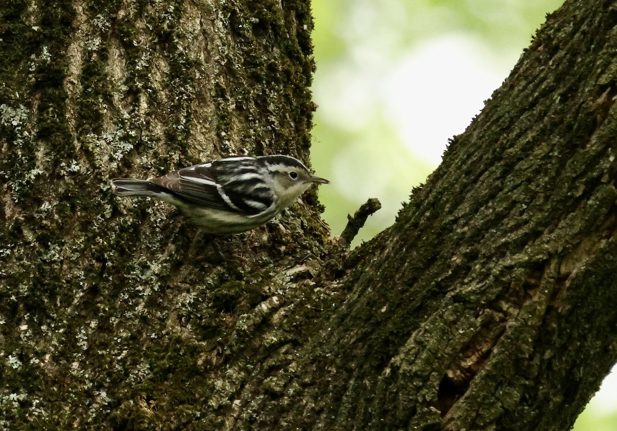 Black-and-white Warbler - ML618456508