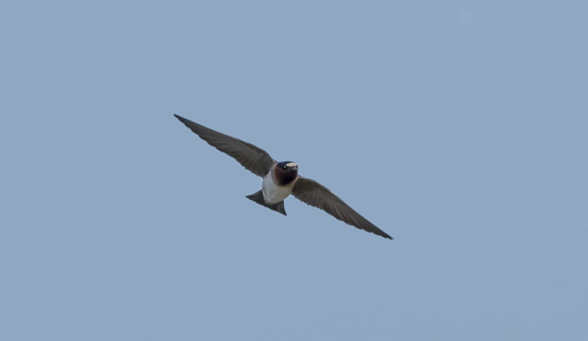 Cave Swallow - ML618456519