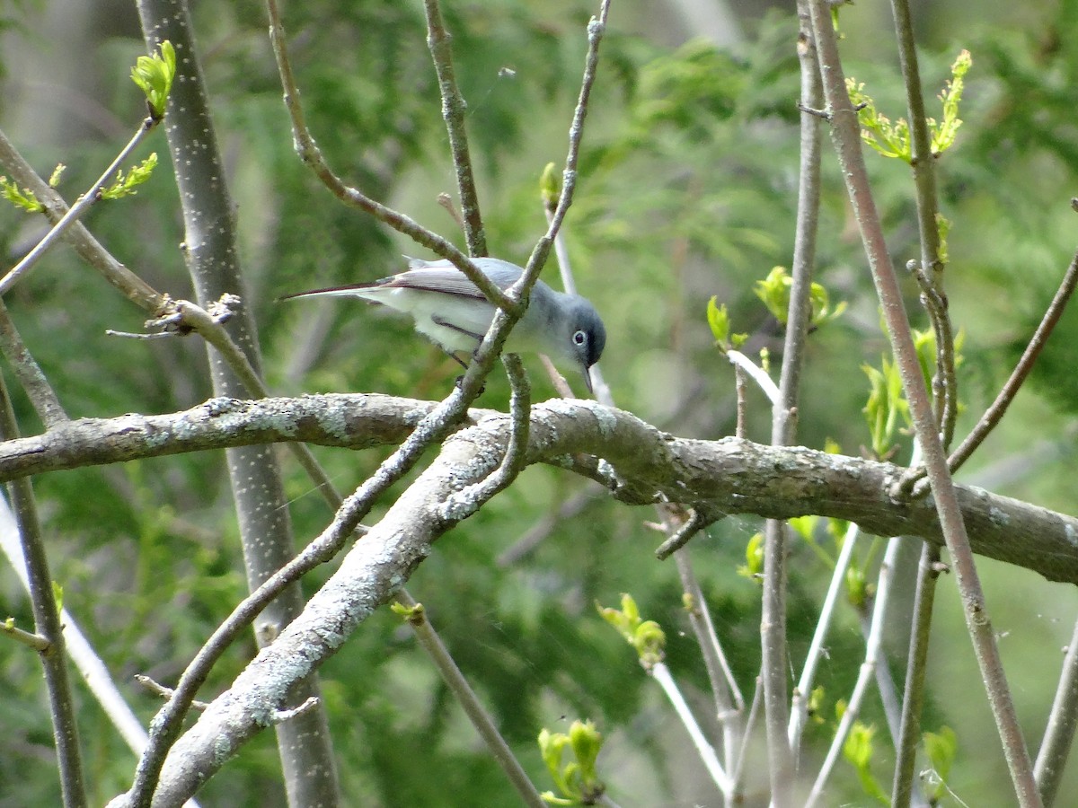 Blue-gray Gnatcatcher - Andrew Raamot and Christy Rentmeester