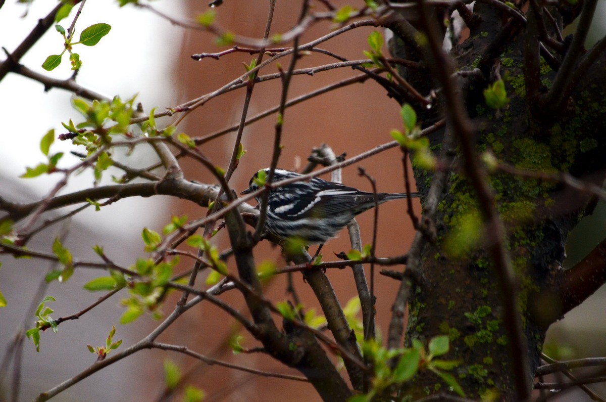 Black-and-white Warbler - ML618456594