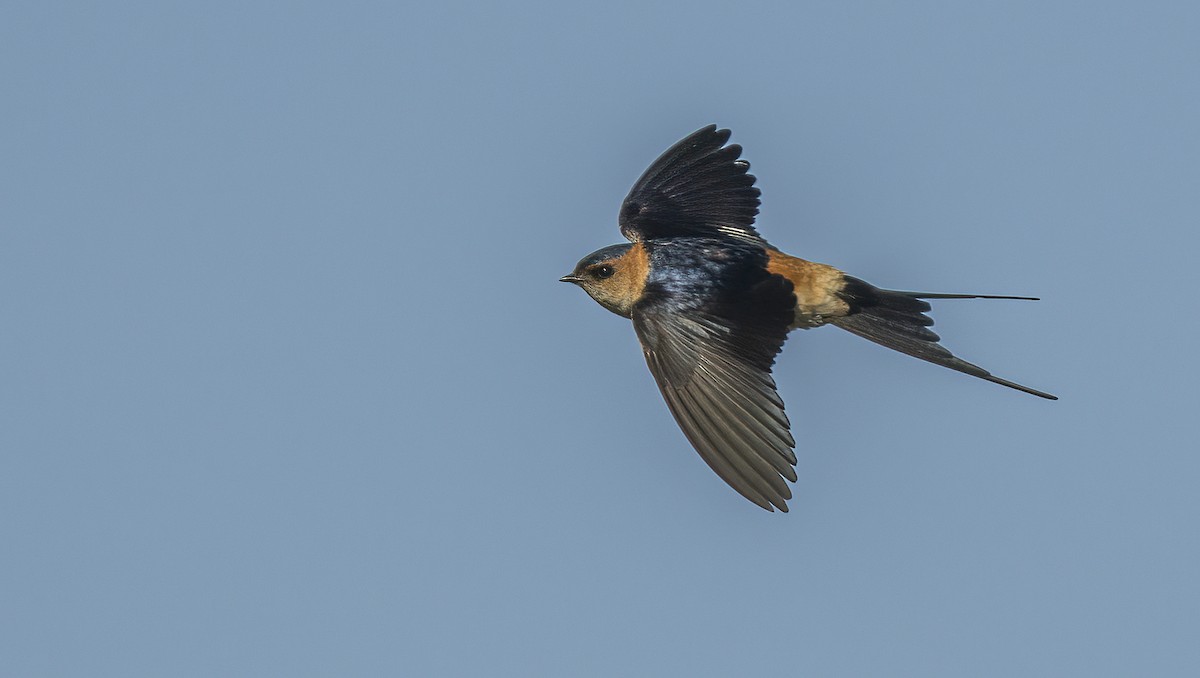 Red-rumped Swallow - ML618456597