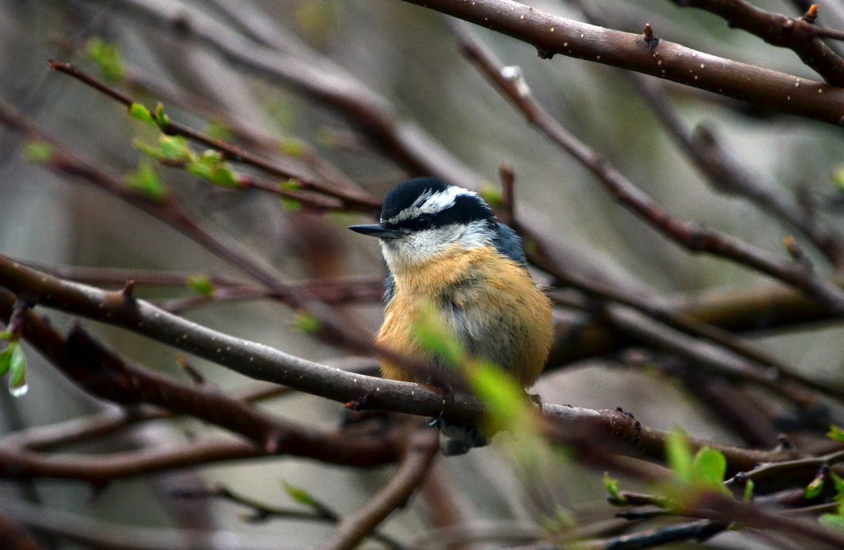 Red-breasted Nuthatch - ML618456623