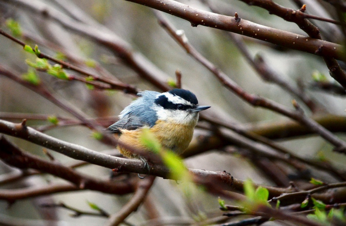 Red-breasted Nuthatch - ML618456625