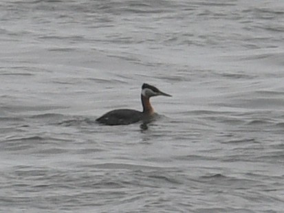 Red-necked Grebe - ML618456668