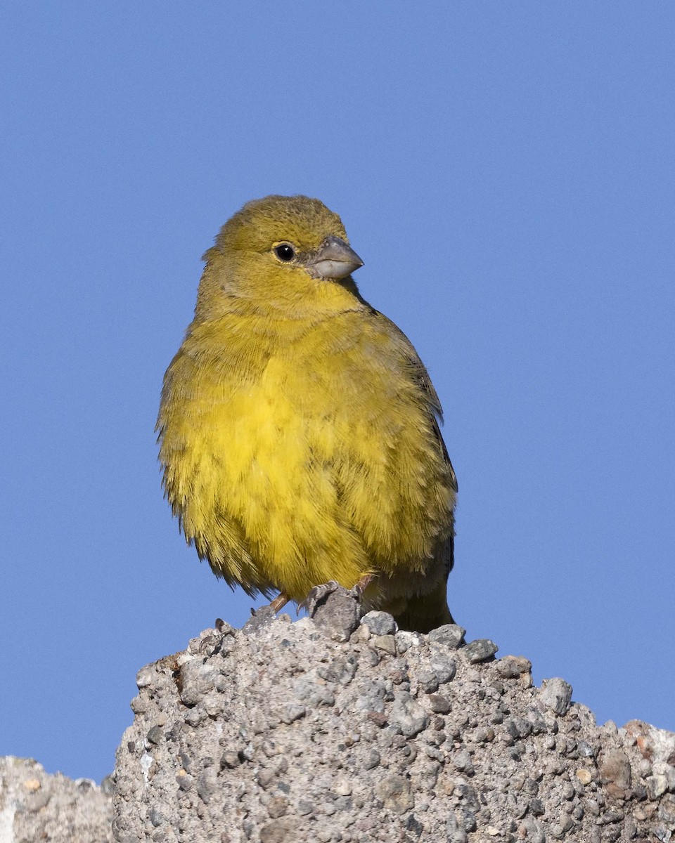 Greenish Yellow-Finch - ML618456699