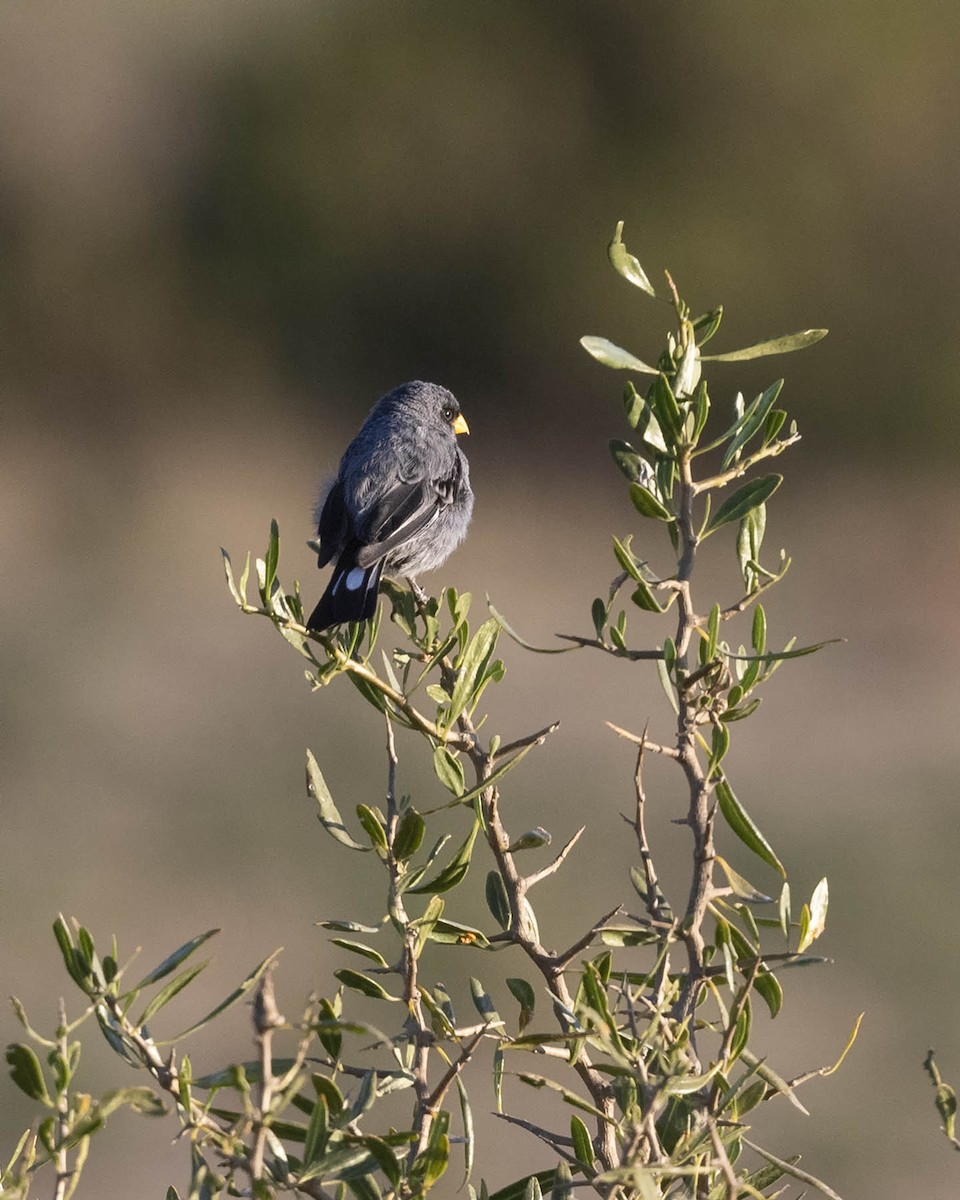 Band-tailed Seedeater - ML618456704