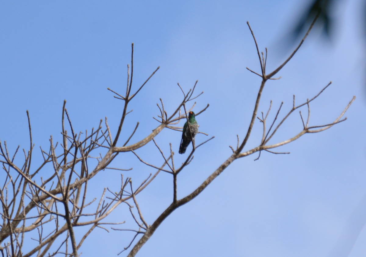 Asian Emerald Cuckoo - ML618456736