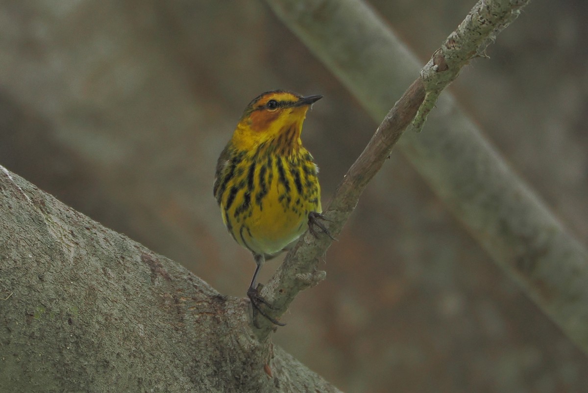 Cape May Warbler - ML618456737