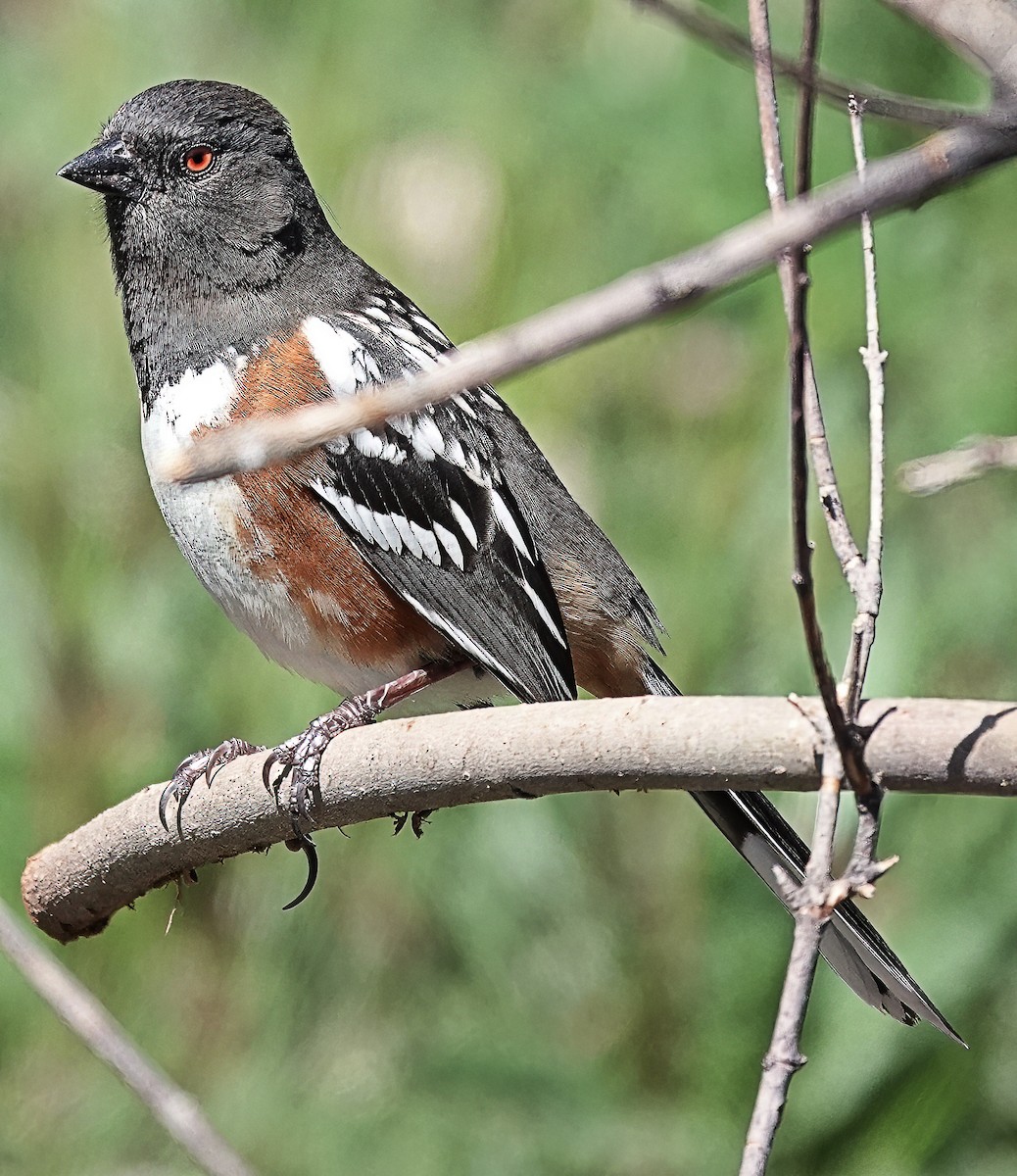Spotted Towhee - ML618456755