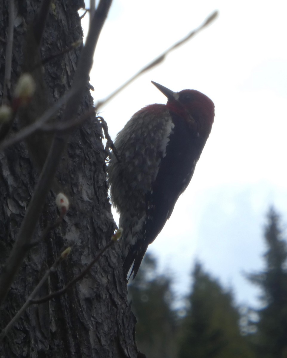 Red-breasted Sapsucker - ML618456847