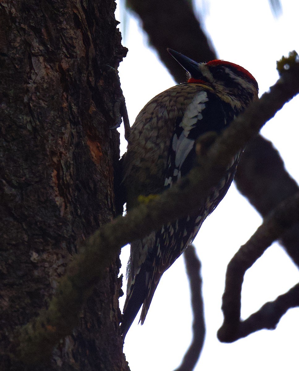 Red-naped x Red-breasted Sapsucker (hybrid) - ML618456857