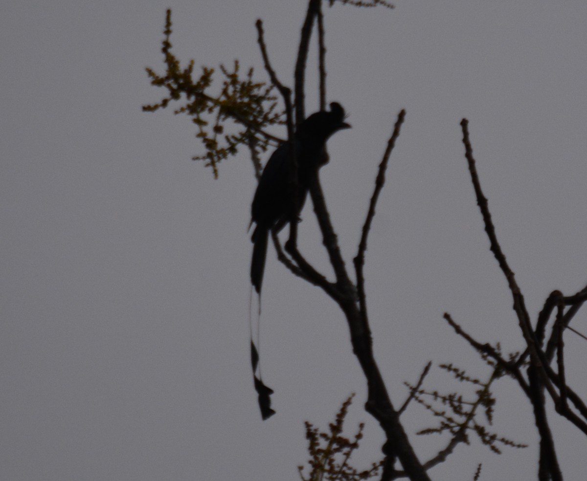 Greater Racket-tailed Drongo - ML618456861