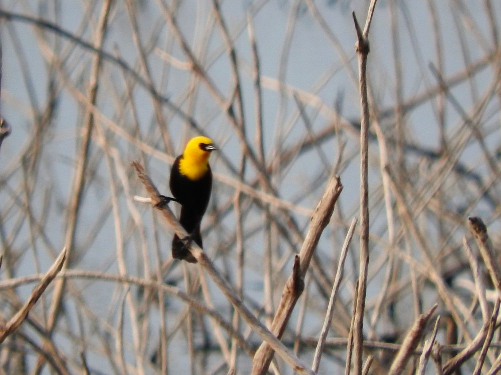 Yellow-hooded Blackbird - ML618456884