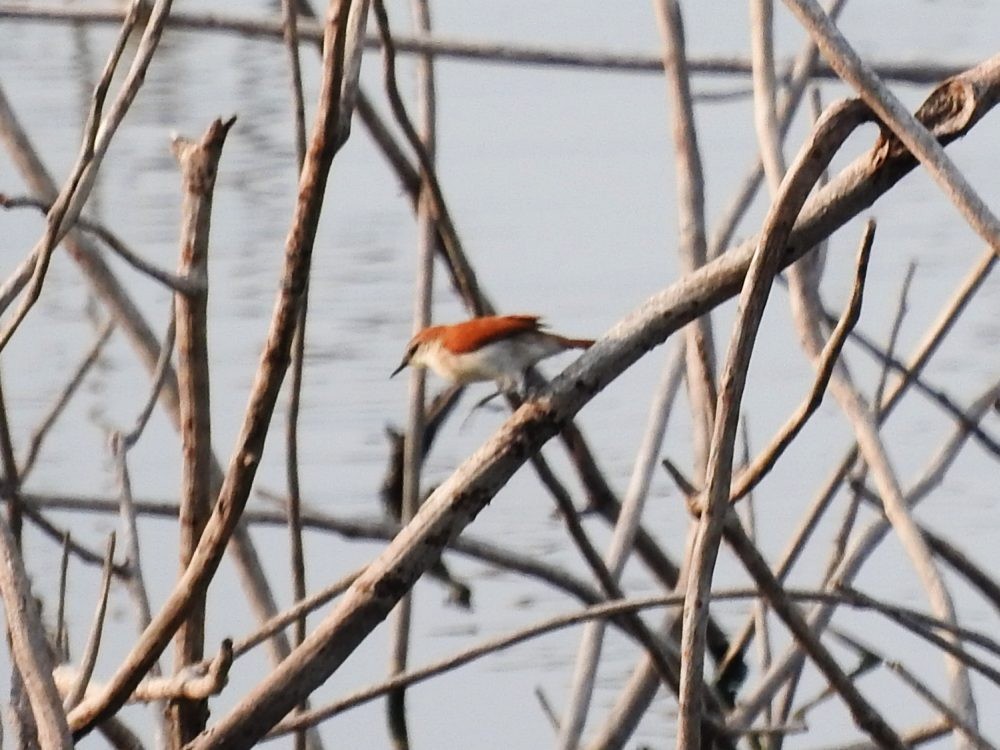 Yellow-chinned Spinetail - ML618456896
