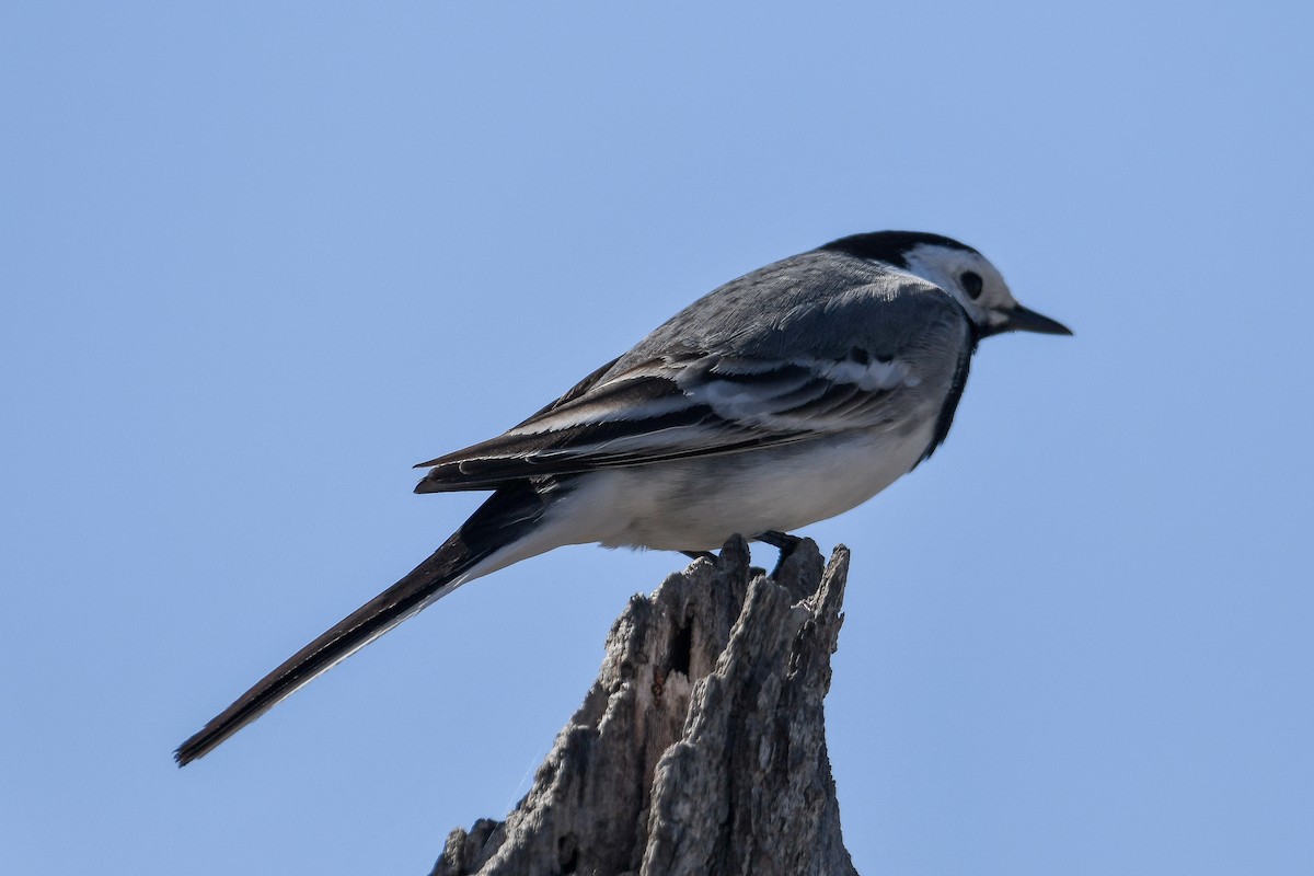 White Wagtail (White-faced) - ML618456909