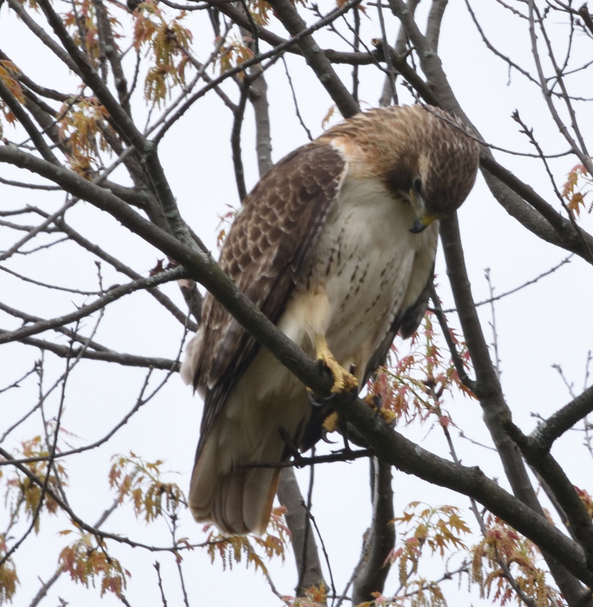 Red-tailed Hawk - ML618456910