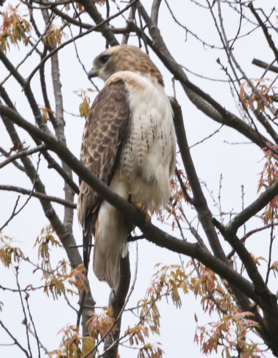 Red-tailed Hawk - ML618456912