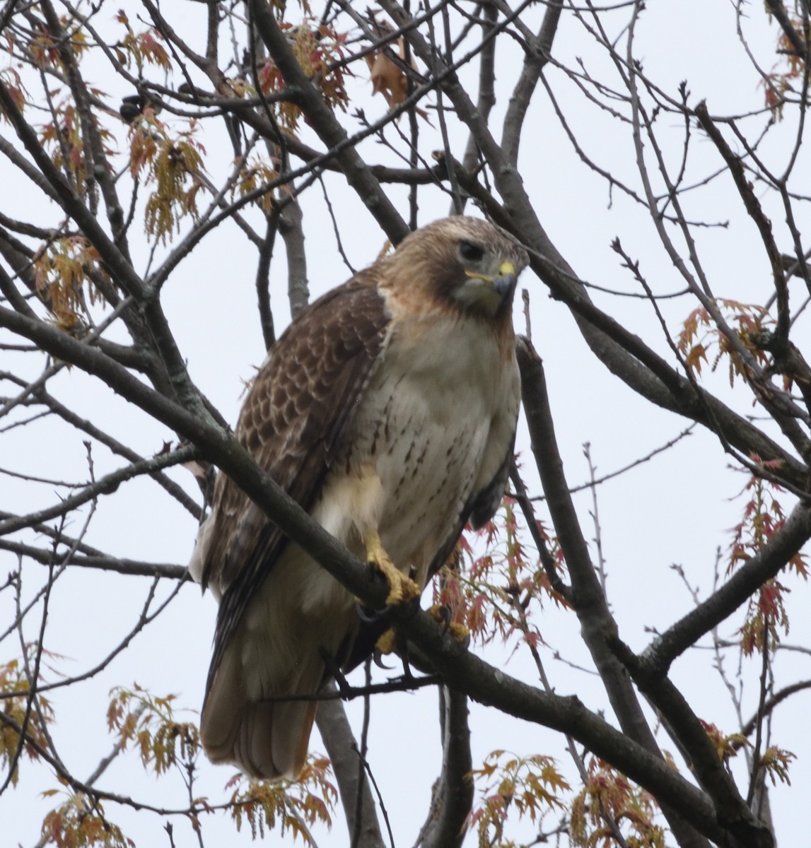 Red-tailed Hawk - ML618456914