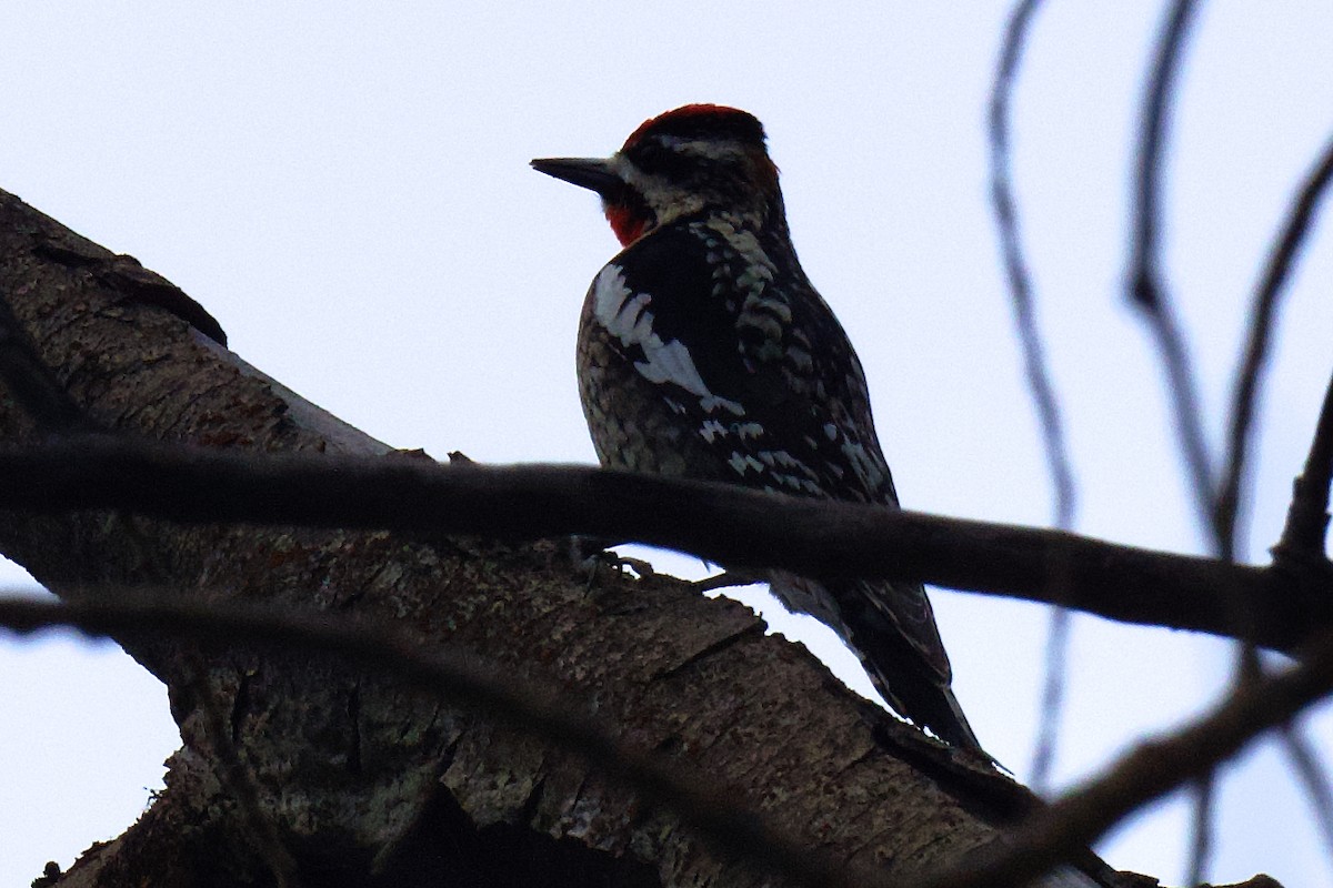 Red-naped x Red-breasted Sapsucker (hybrid) - ML618456928