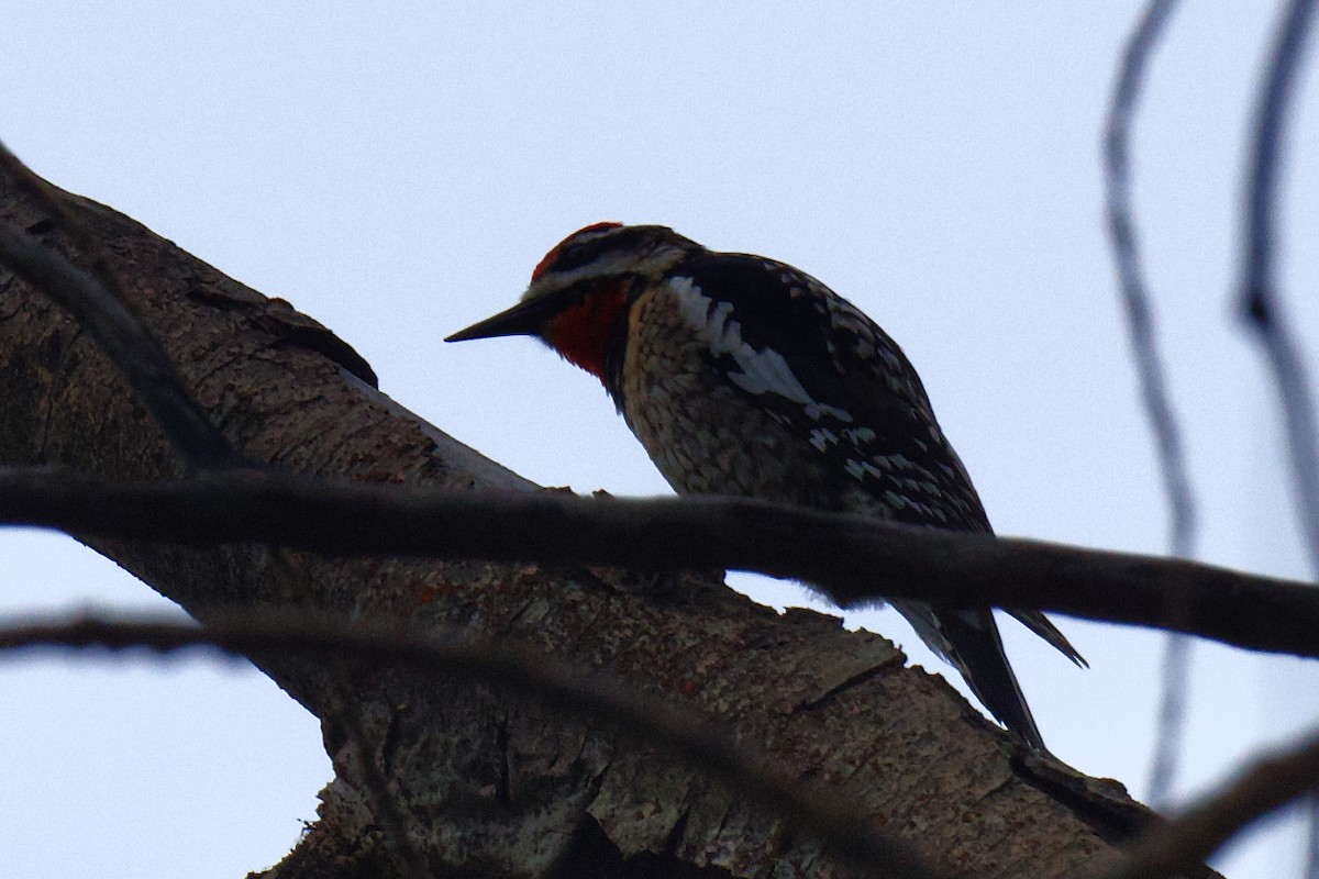Red-naped x Red-breasted Sapsucker (hybrid) - ML618456946