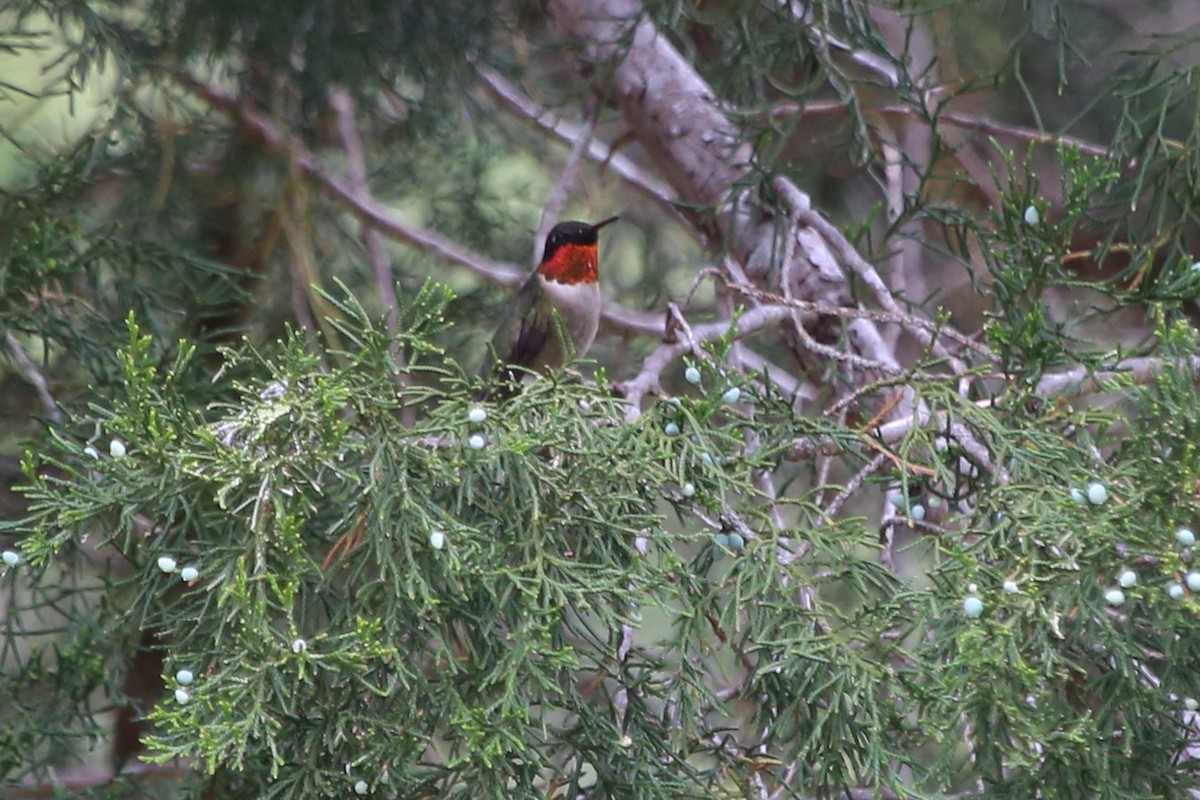 Ruby-throated Hummingbird - ML618456947