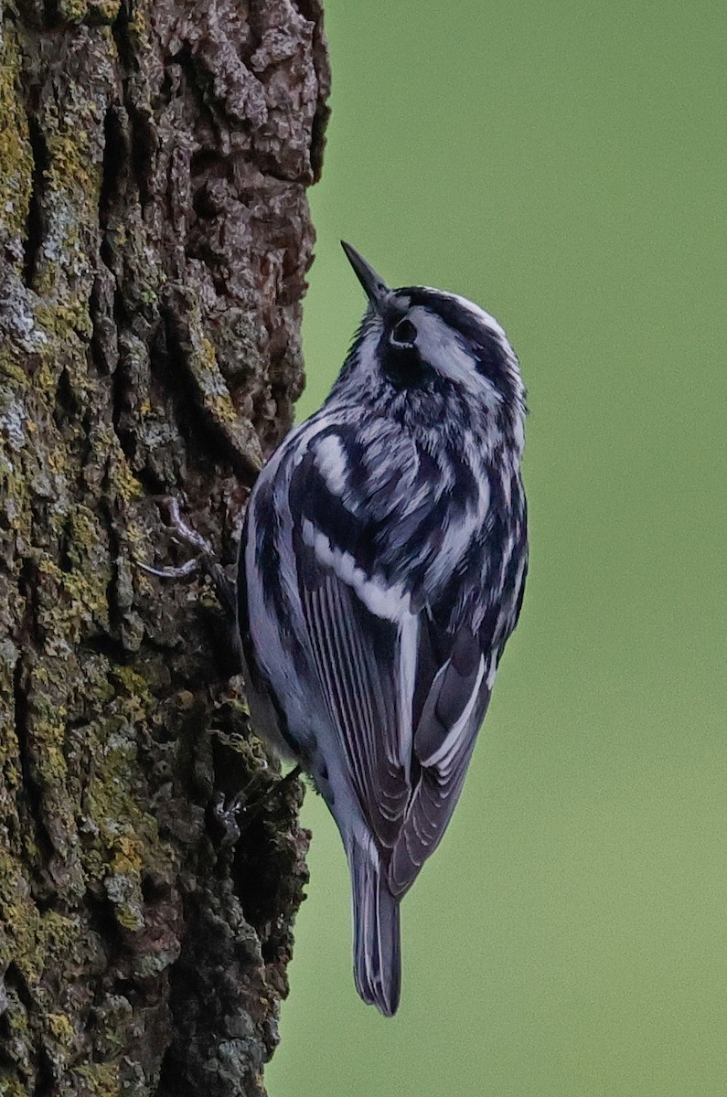 Black-and-white Warbler - ML618456954