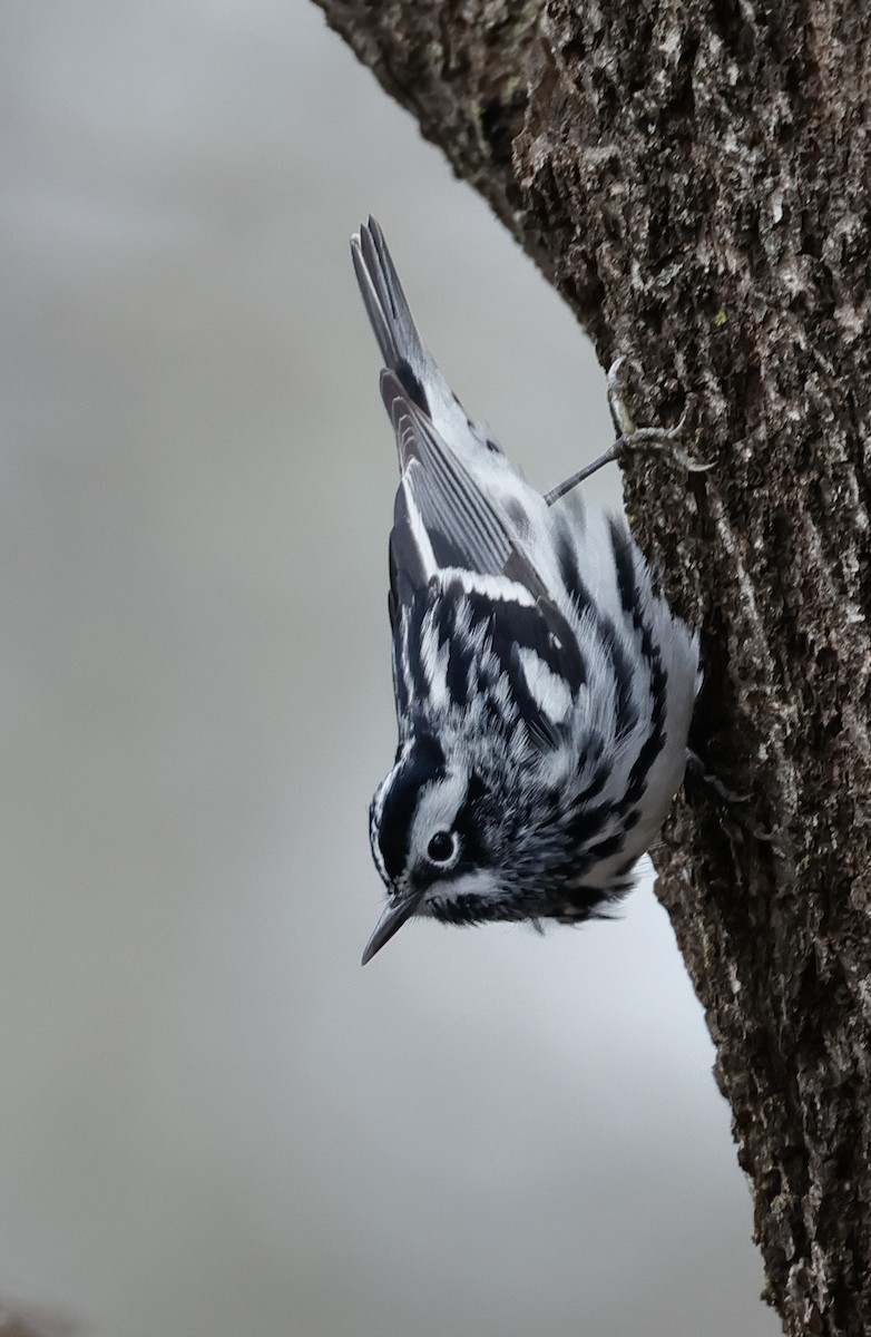 Black-and-white Warbler - ML618456955