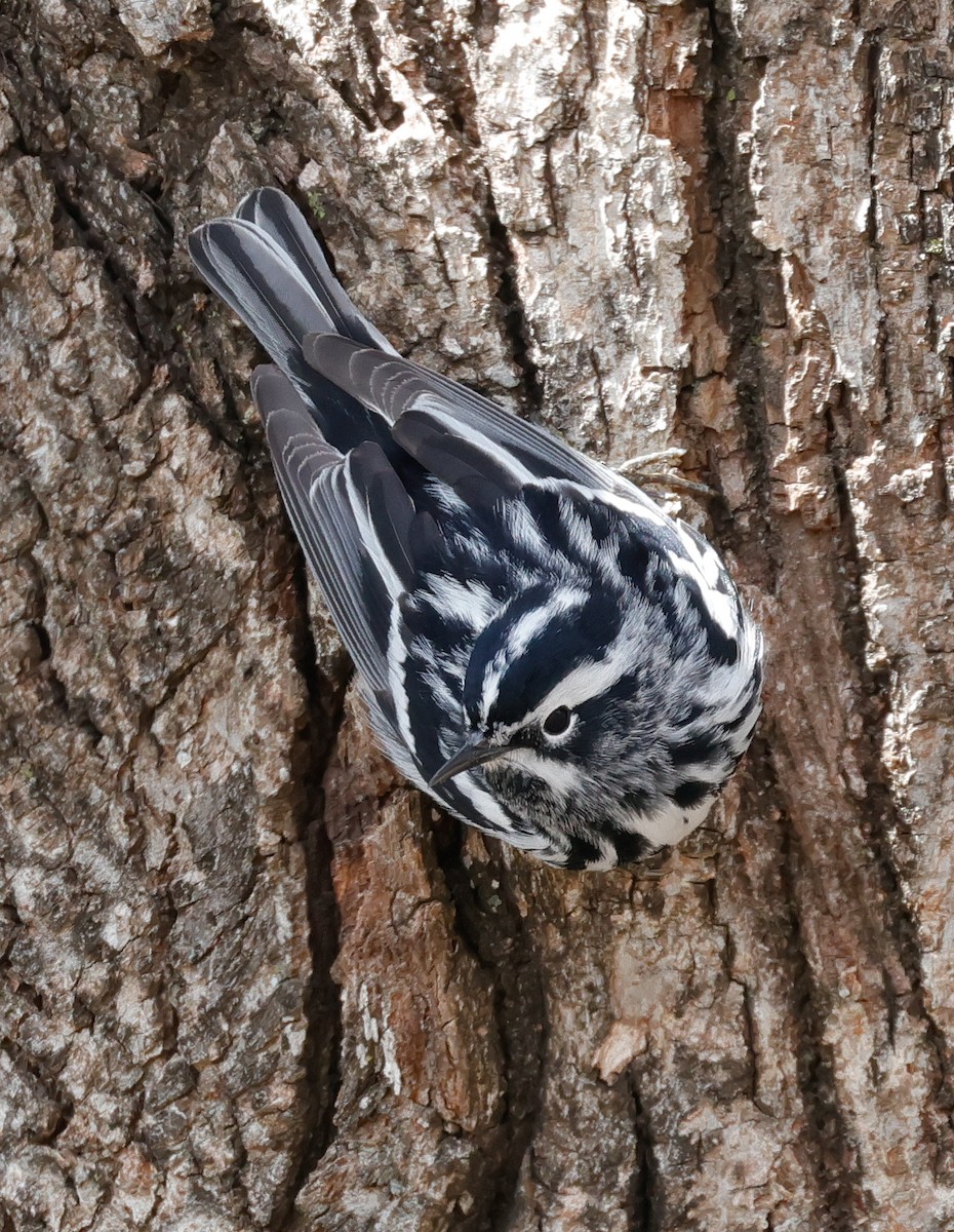 Black-and-white Warbler - ML618456956