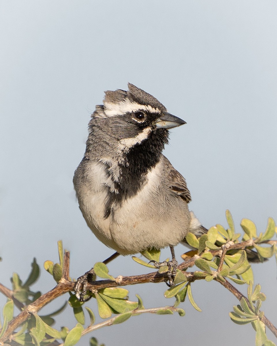 Black-throated Sparrow - ML618456975