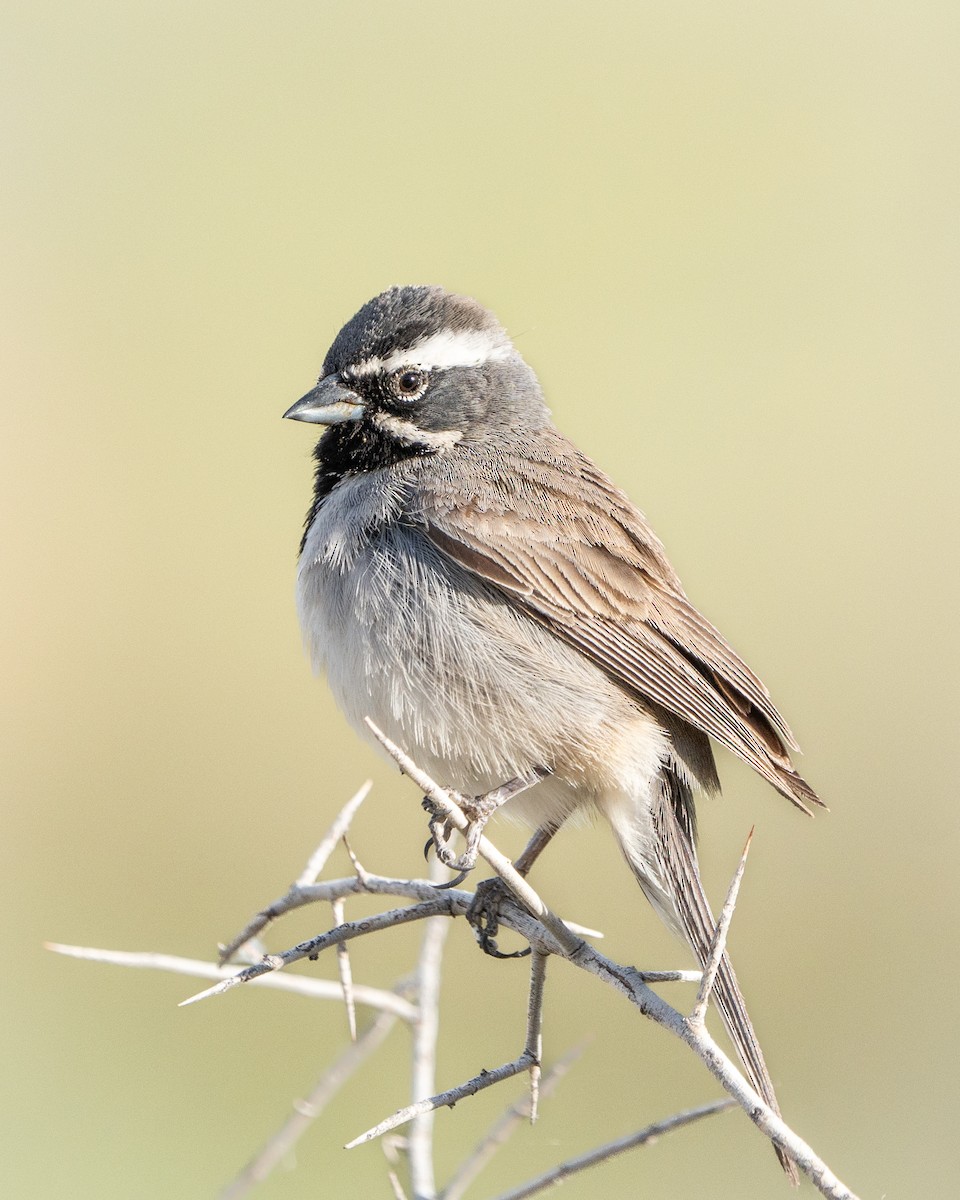 Black-throated Sparrow - ML618456976