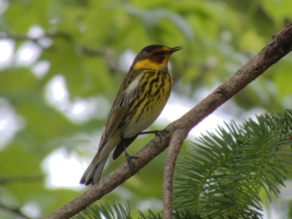 Cape May Warbler - ML618456987