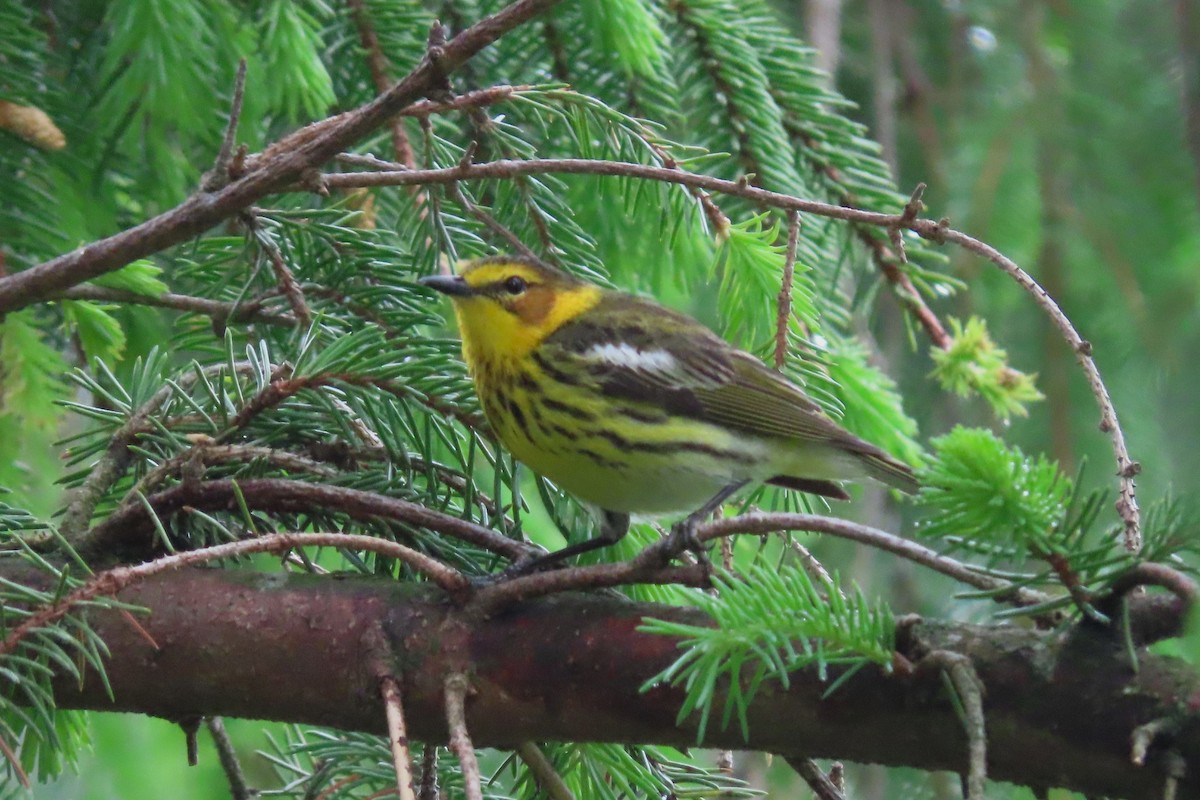 Cape May Warbler - ML618456988