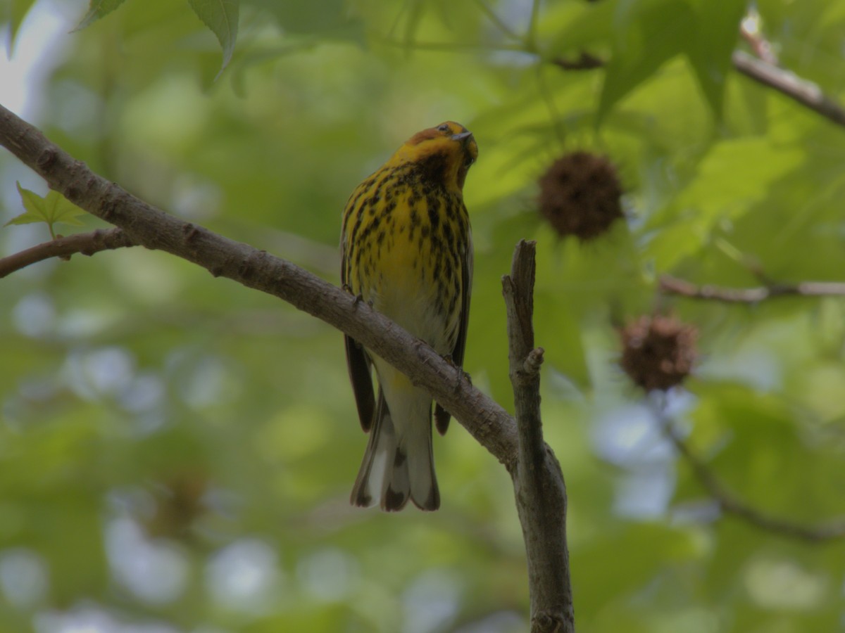 Cape May Warbler - ML618456989