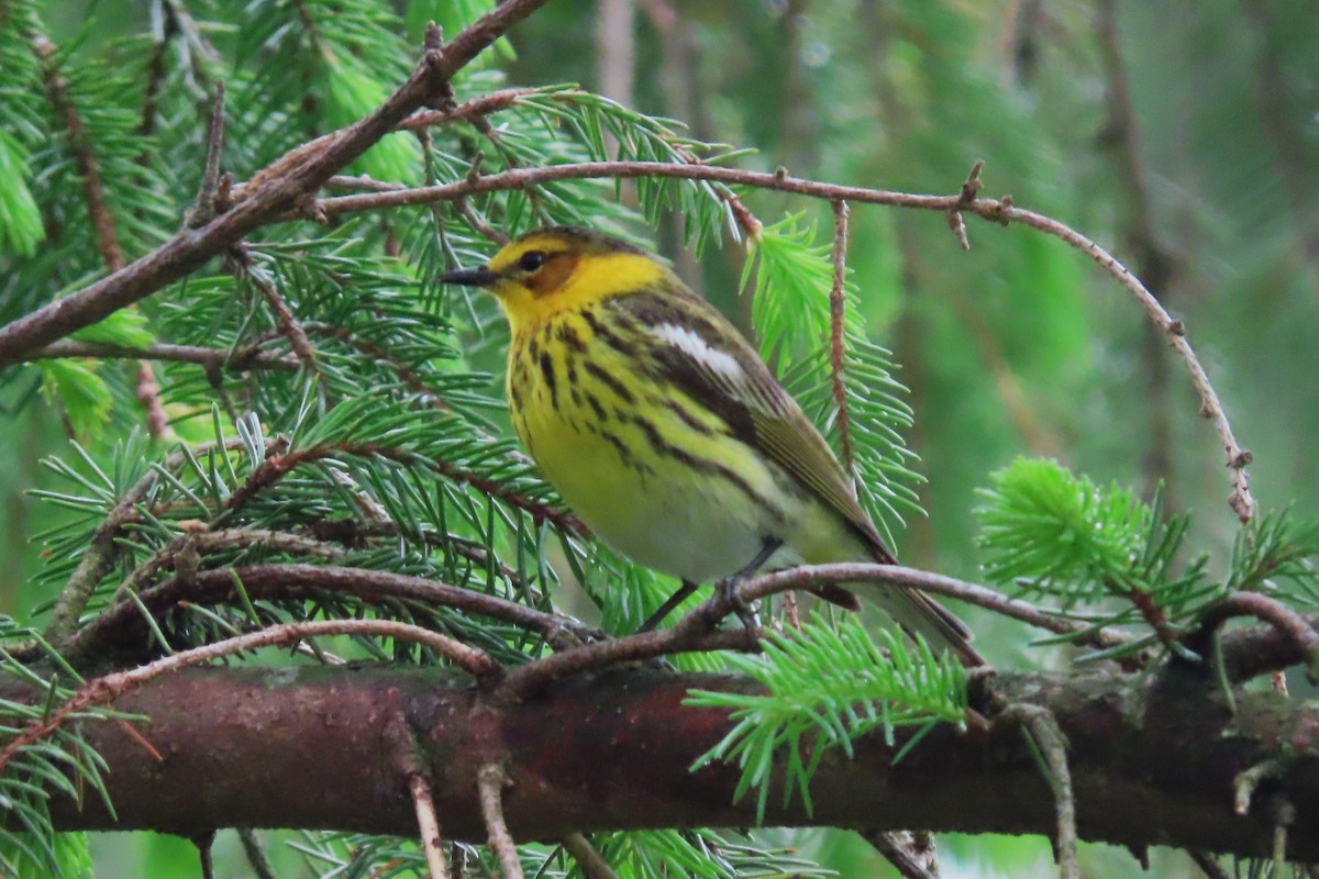 Cape May Warbler - ML618456990