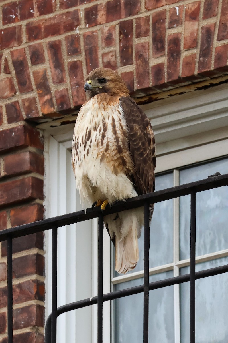 Red-tailed Hawk - ML618457002