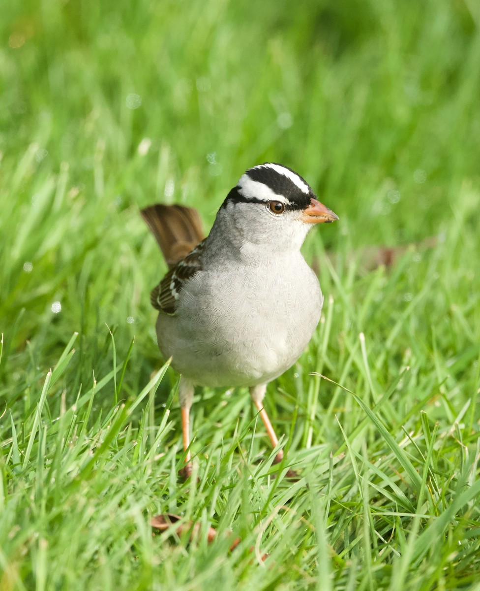 White-crowned Sparrow - ML618457019