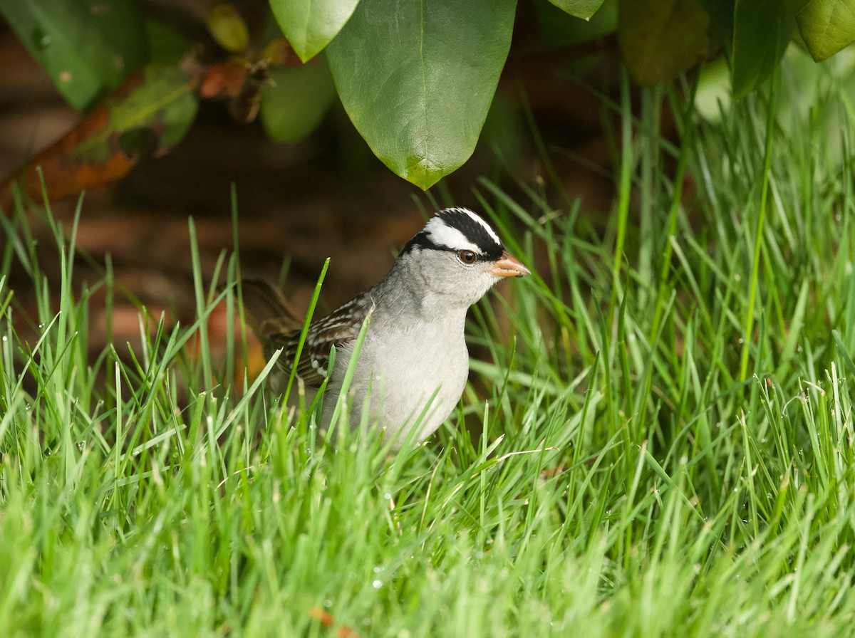 White-crowned Sparrow - ML618457020