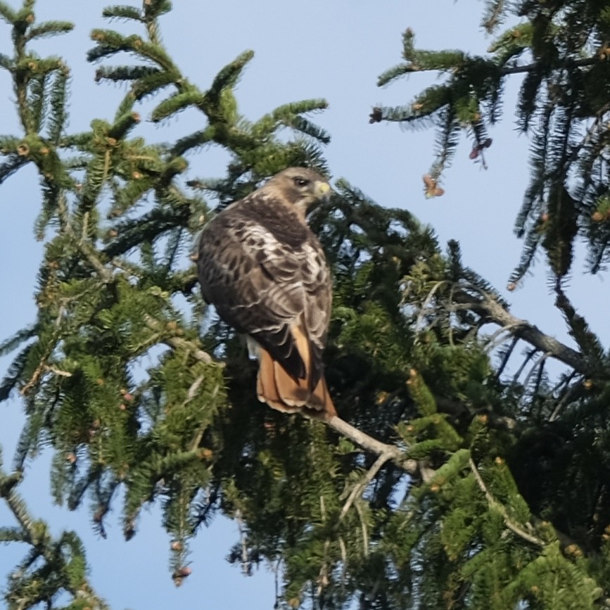 Red-tailed Hawk - ML618457023
